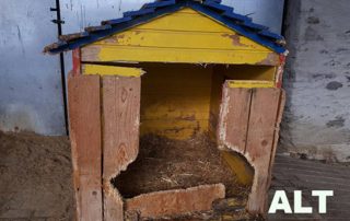 beitragsbild alte hundehütte kaputt