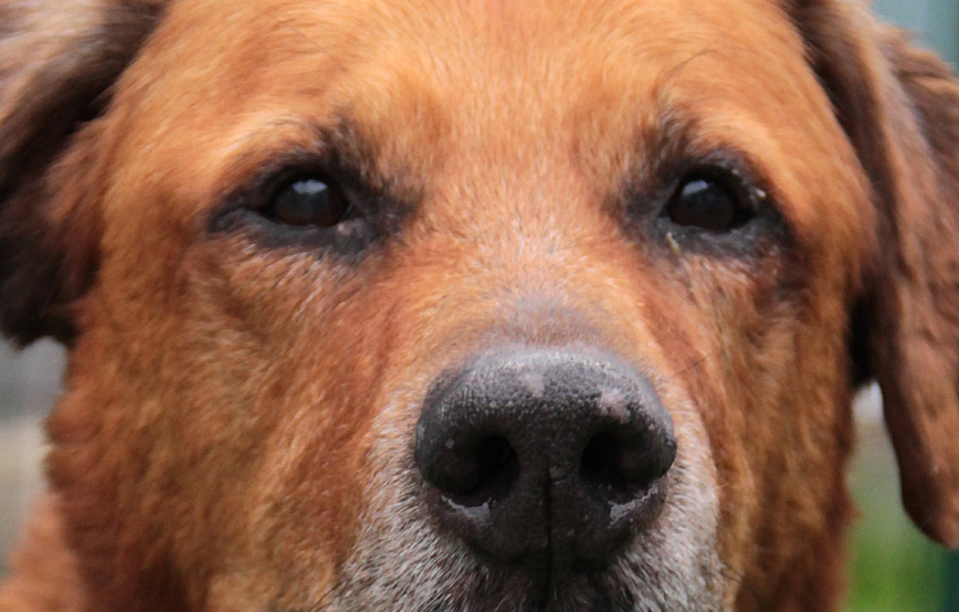 beitragsbild-hund-buddy-abgeschoben Weihnachtspate werden und unseren Tierheimen helfen