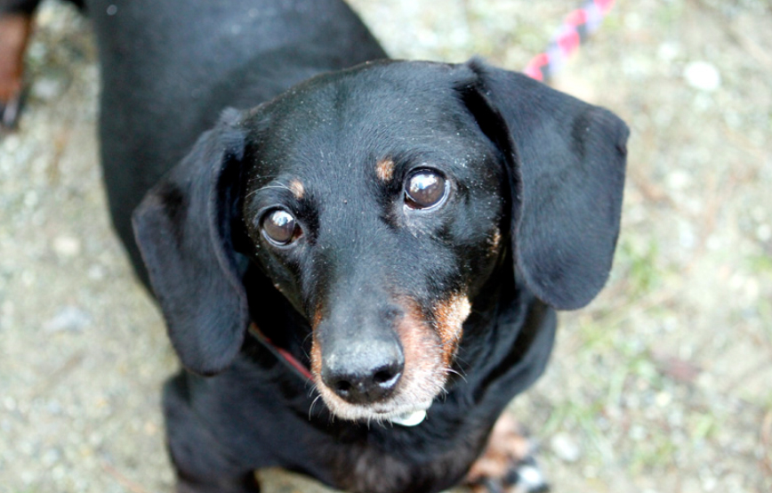 beitragsbild hund nelly blasenentzündung eingeschläfert