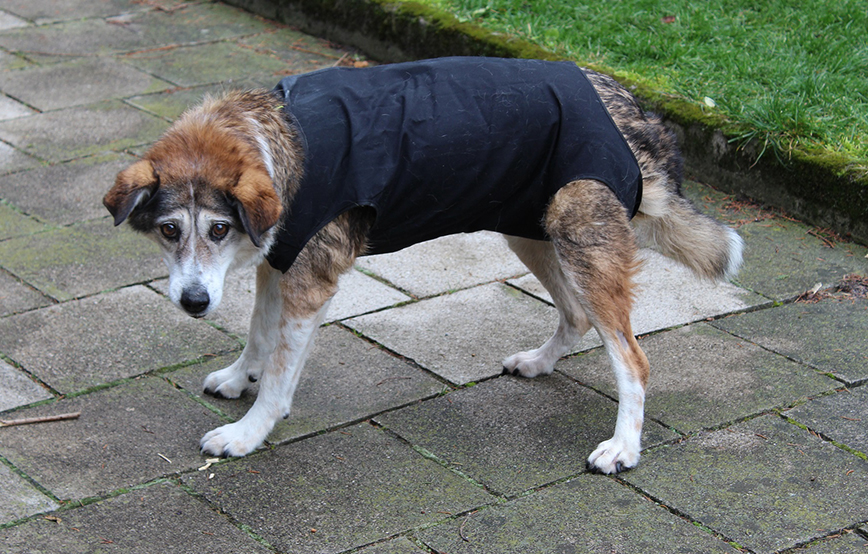 beitragsbild kira hund gesäugetumor