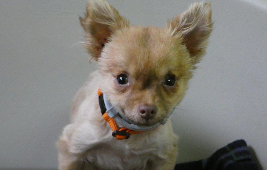 beitragsbild rocky hüftgelenke operation