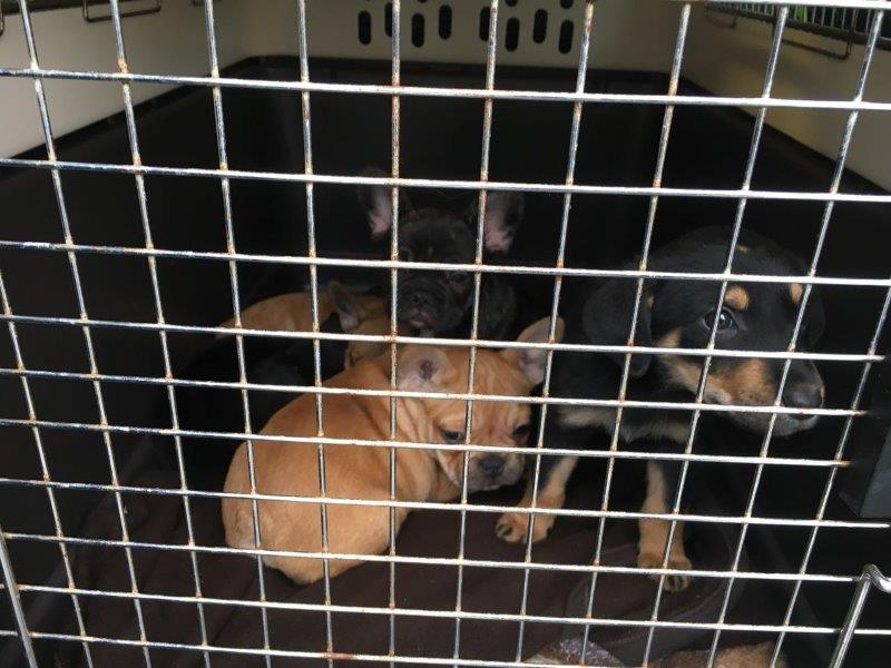 beschlagnahmung-wollaberg-welpen-gitter Wieder 11 Hundewelpen beschlagnahmt - Tierschutz aktuell
