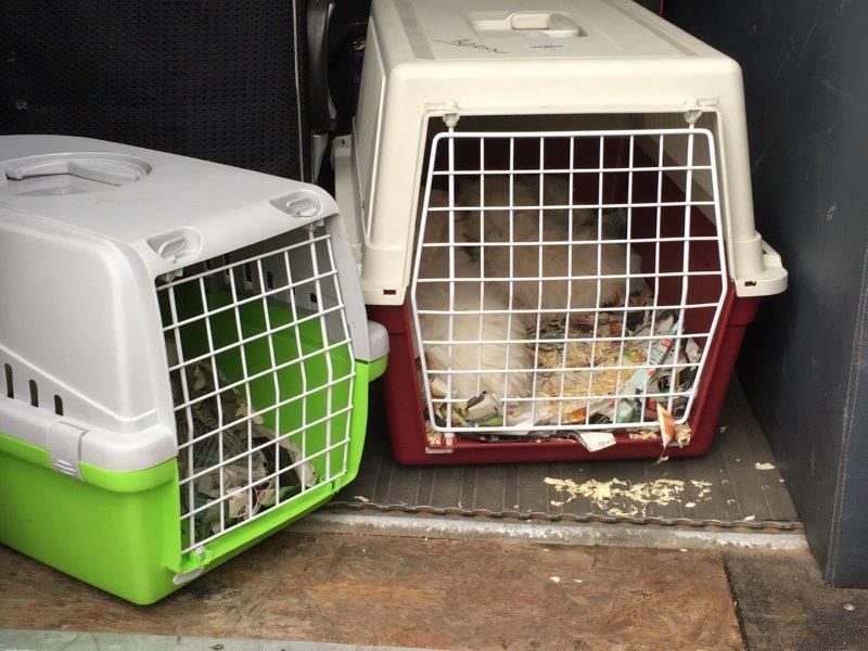 beschlagnahmung-wollaberg-welpen-transportboxen Wieder 11 Hundewelpen beschlagnahmt - Tierschutz aktuell