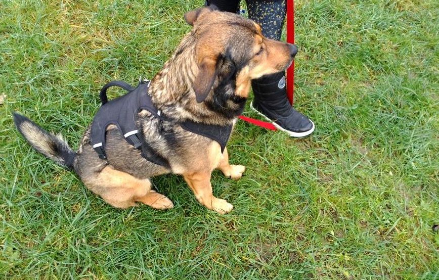 hund-tara-sitzt-auf-der-wiese Tyson hat schon ein paar Freundinnen