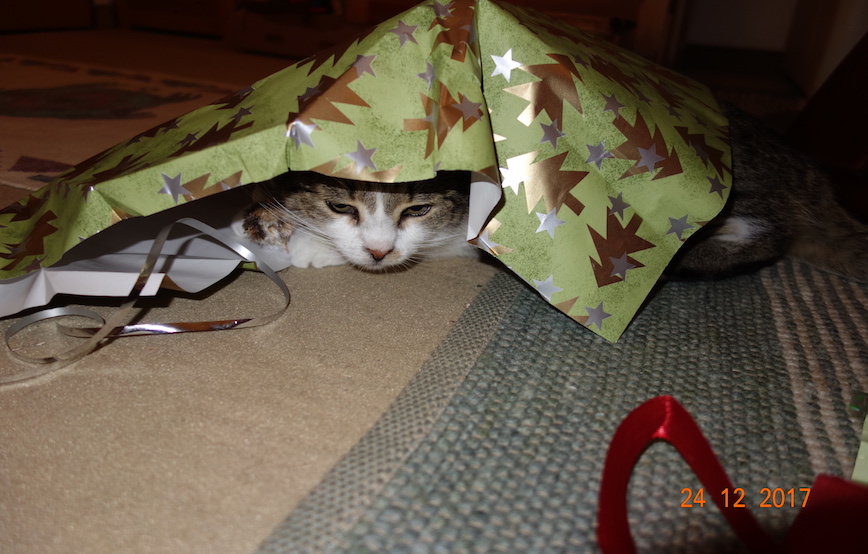 katze-versteckt-sich-unter-geschenkpapier Weihnachtsgrüße von Peppi