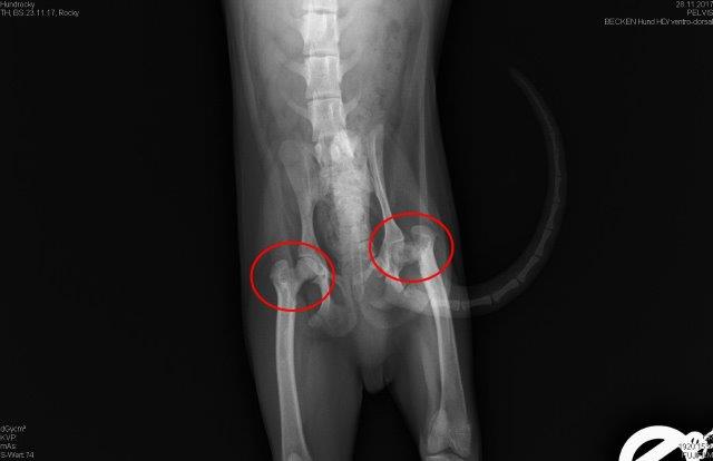 rocky-hüftgelenke-operation-röntgenbild Rocky - Ich will weiter laufen können