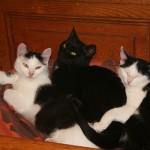 therme-update-01.2018-monika-minou-michaela-150x150 Therme Defekt - Katzenbabys unterkühlen
