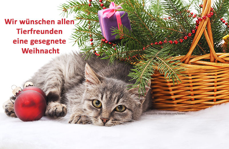 weihnachtskatze_Voren1_quelle_klein Weihnachtspate werden und unseren Tierheimen helfen