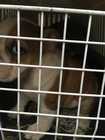 44-welpen-beschlagnahmt-französische-bulldogge-gitter 44 Hundewelpen in Wollaberg - Welpenschmuggel auf der Autobahn - Ausnahmezustand