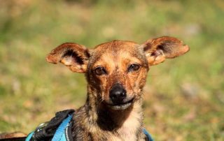 Hund Bambi glücklich vermittelt