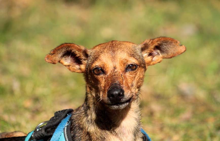 Hund-Bambi-glücklich-vermittelt Zuhause gefunden - Tierschutzliga Dorf