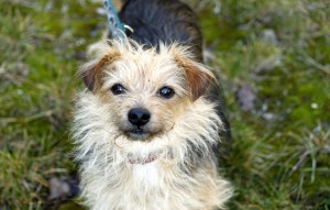 Hund Benji glücklich vermittelt