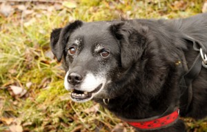 Hund Blacky glücklich vermittelt