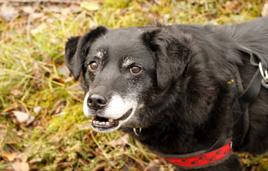 Hund-Blacky-glücklich-vermittelt Zuhause gefunden - Tierschutzliga Dorf