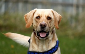 Hund Charly glücklich vermittelt