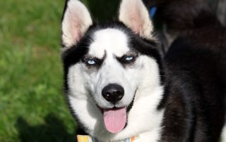 Hund Dakota glücklich vermittelt