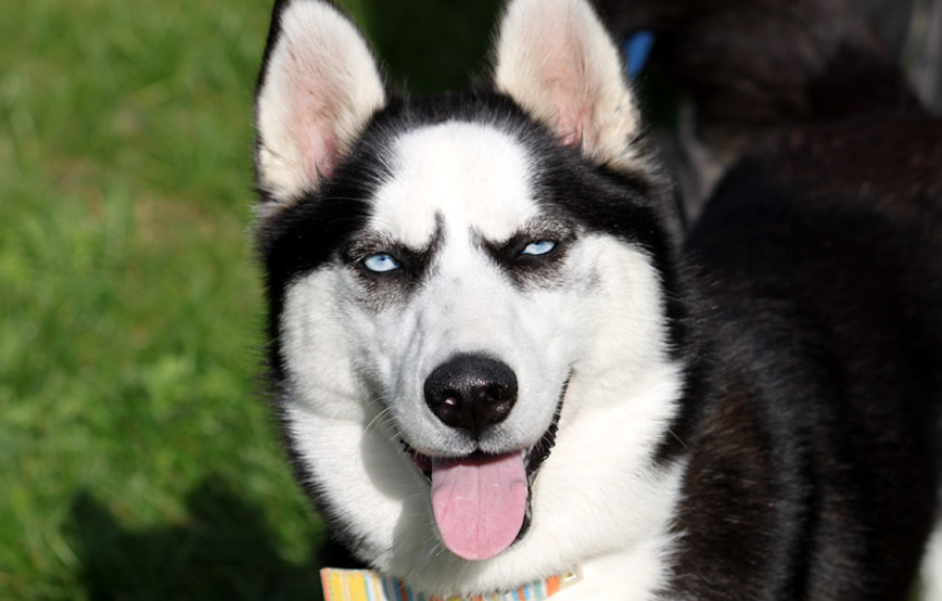 Hund-Dakota-glücklich-vermittelt Zuhause gefunden - Tierschutzliga Dorf