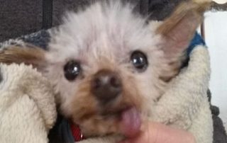 Hund Jessy glücklich vermittelt