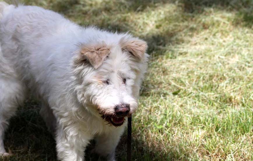 Hund-Lumpi-trauriges Auf Wiedersehen Charles