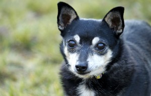 Hund Mini glücklich vermittelt