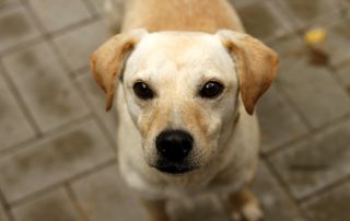 Hund Rico glücklich vermittelt