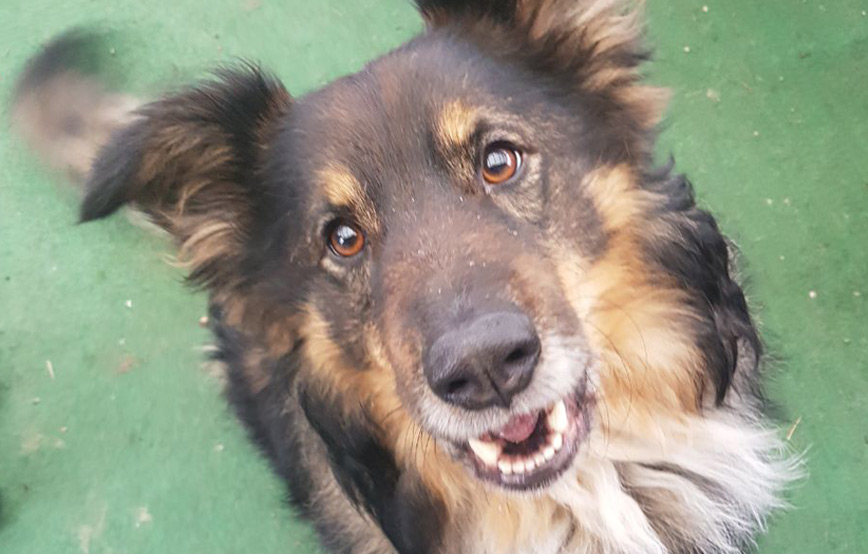 Hund-Rocky-schaut-nach-oben Anton wird geliebt