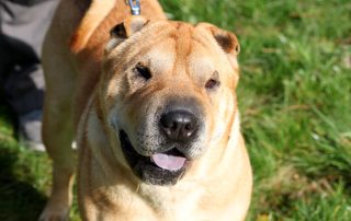Hund Rufus glücklich vermittelt