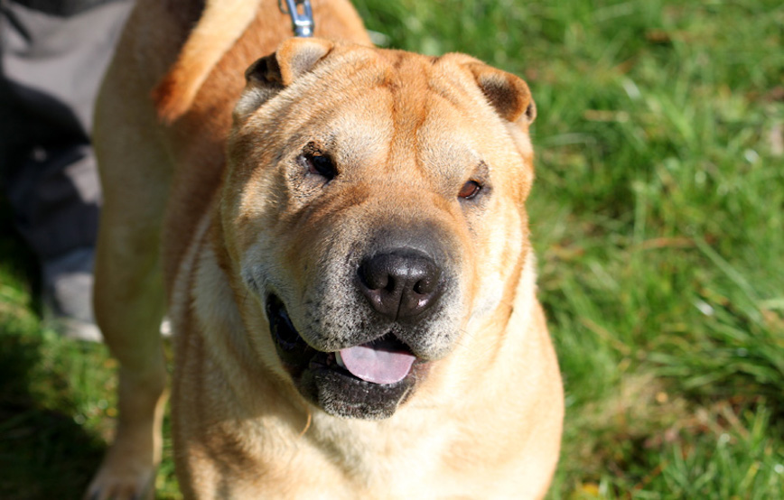 Hund-Rufus-glücklich-vermittelt Zuhause gefunden - Tierschutzliga Dorf