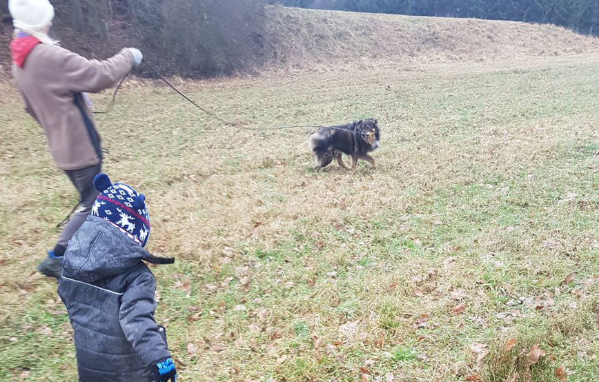 Hund-rocky-an-der-leine Rocky - knuddeln, aufpassen, toben