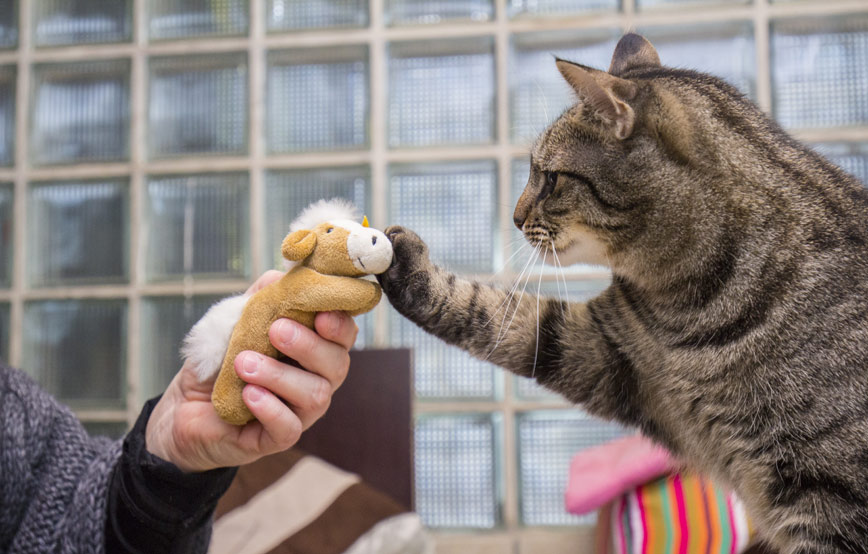 Katzenbild-mit-teddy Wochenendseminar mit Carmen Schell