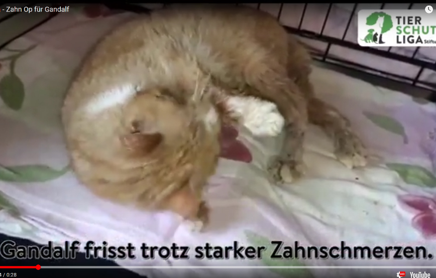 beitragsbild gandalf hund zähne faul