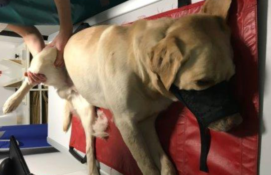 beitragsbild-hund-blase-geplatzt Jungen Labrador von seinen Qualen erlöst