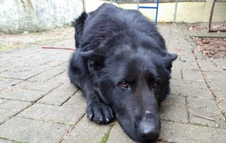 beitragsbildtibor bschäferhund angst