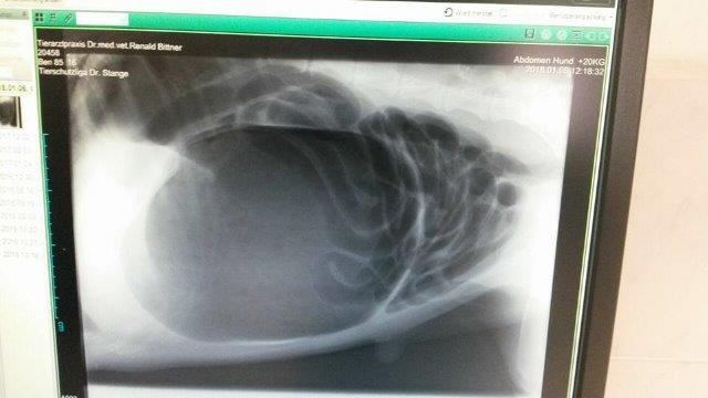 ben-hund-magendrehung-röntgenbild Ben hat eine lebensbedrohliche Magendrehung