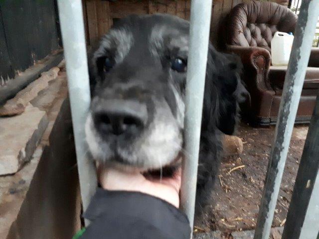 hund-hummel-verwarlost-streichel Tierliebe sieht anders aus!