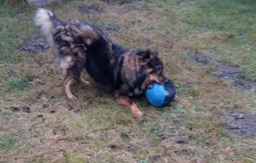 hund-rocky-spielt-mit-einem-ball Rocky - knuddeln, aufpassen, toben