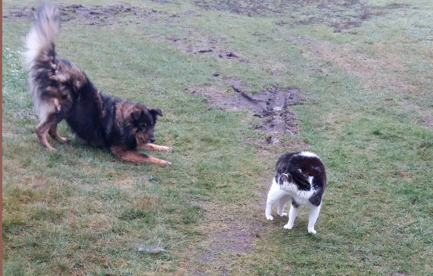 zwei-hunde-spielen-auf-dem-rasen Rocky - knuddeln, aufpassen, toben