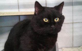 20180206 FK Hähnchen