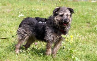 Hund Belu glücklich vermittelt