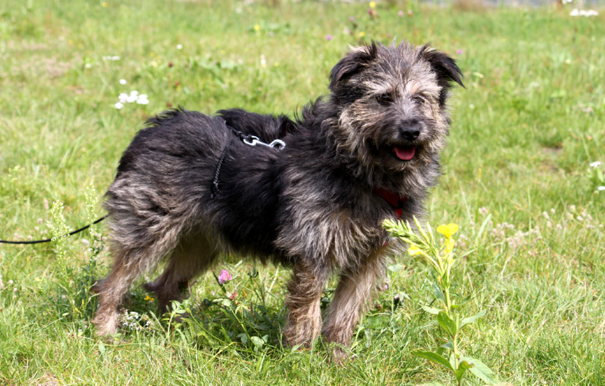 Hund-Belu-glücklich-vermittelt Zuhause gefunden - Tierschutzliga Dorf