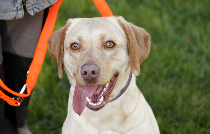 Hund Chilli glücklich vermittelt