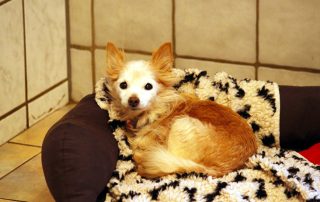 Hund Chipsy glücklich vermittelt