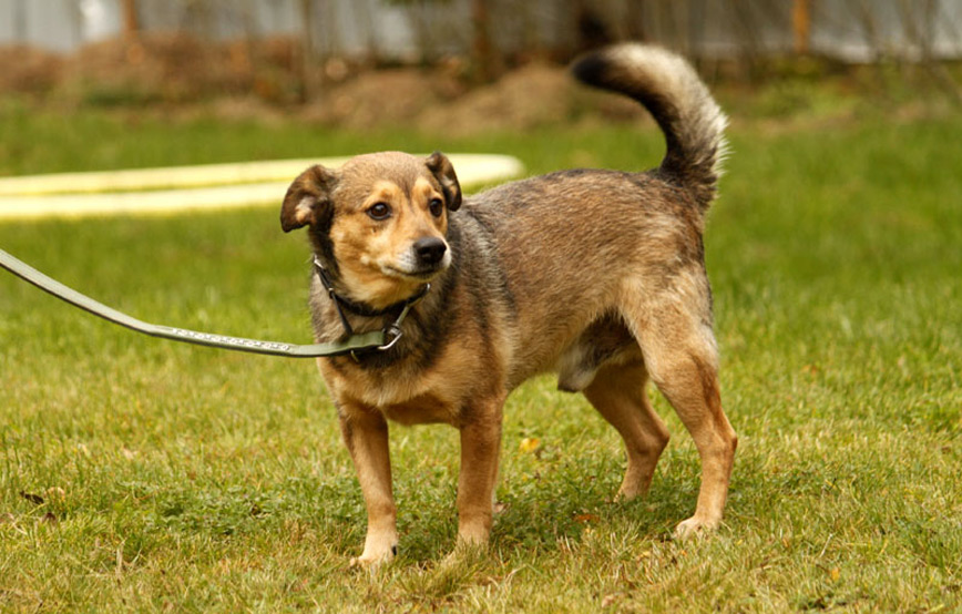 Hund-Cäsar-glücklich-vermittelt Zuhause gefunden - Tierschutzliga Dorf