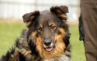 Hund Dicki glücklich vermittelt