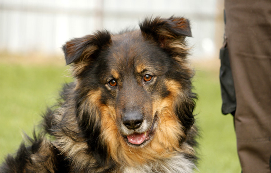 Hund-Dicki-glücklich-vermittelt Hausmeister gesucht im Tierschutzliga-Dorf