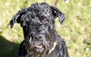 Hund Franzi glücklich vermittelt