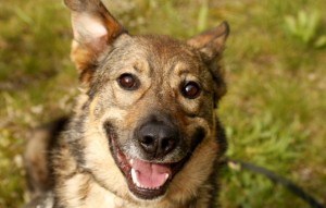 Hund Jack glücklich vermittelt