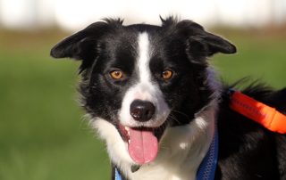 Hund Lucie glücklich vermittelt