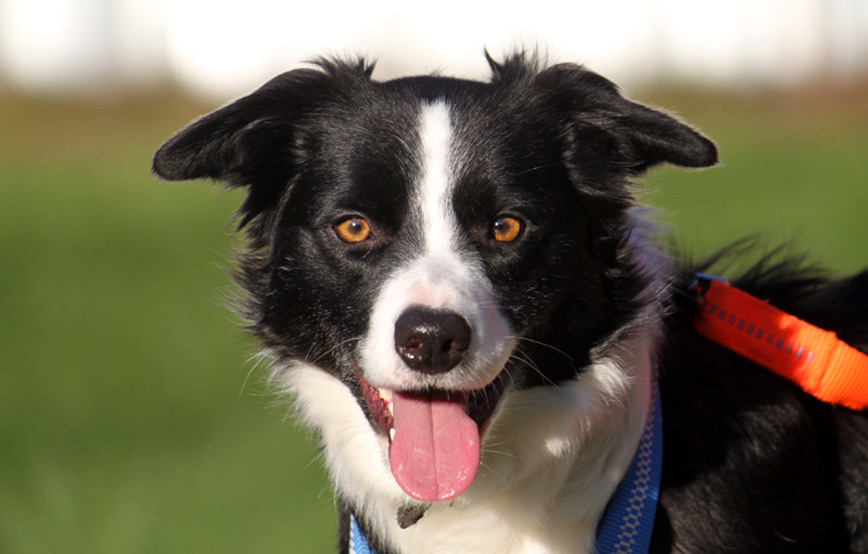 Hund-Lucie-glücklich-vermittelt Hausmeister gesucht im Tierschutzliga-Dorf