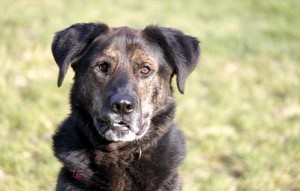 Hund Lucky Luke vermittelt